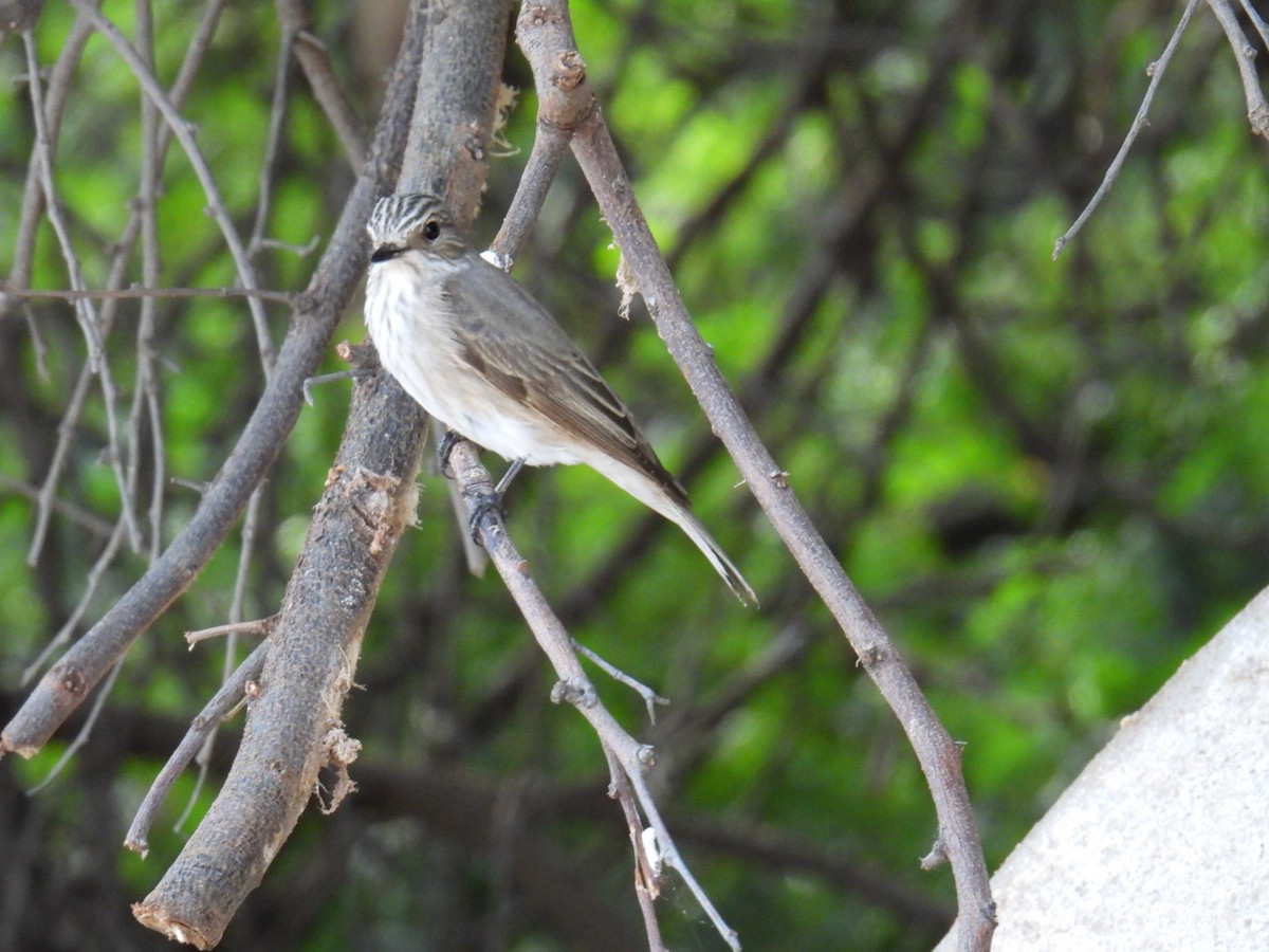 Spotted Flycatcher - ML625757410