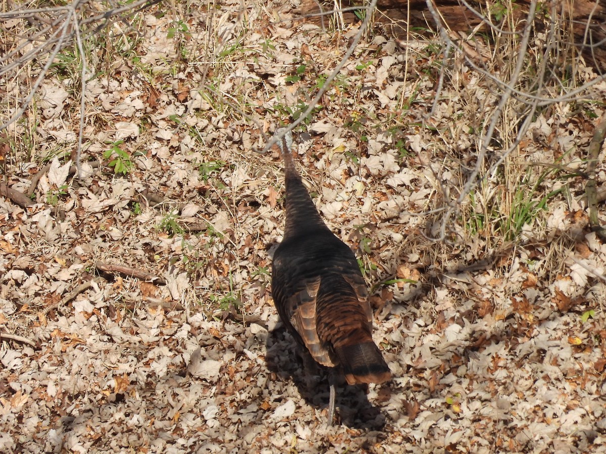 Wild Turkey - ML625757416