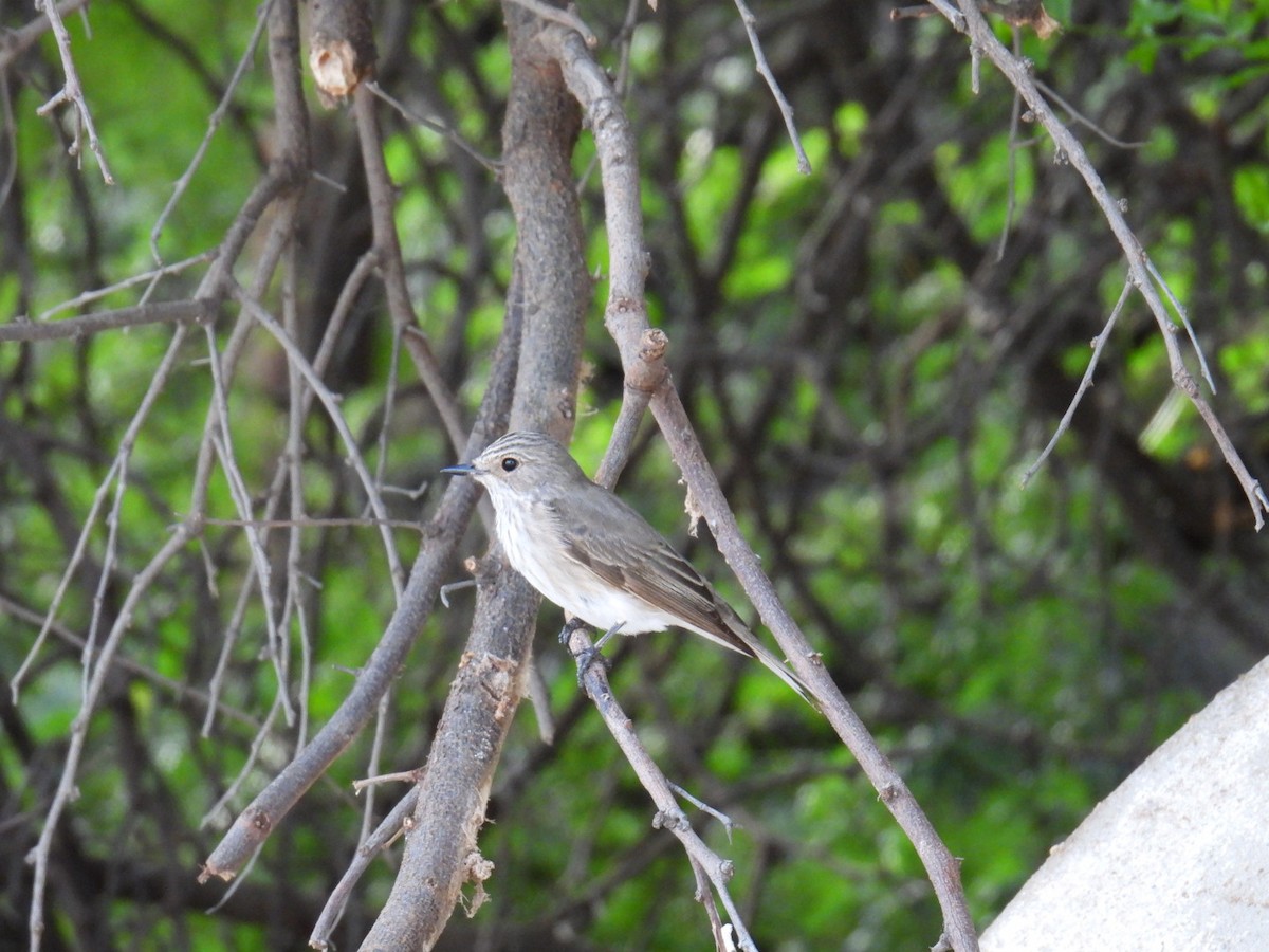 Spotted Flycatcher - ML625757425