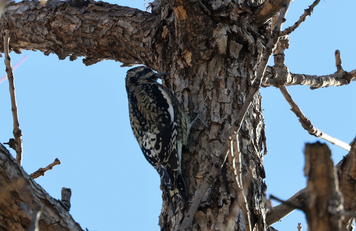 Yellow-bellied Sapsucker - ML625757436