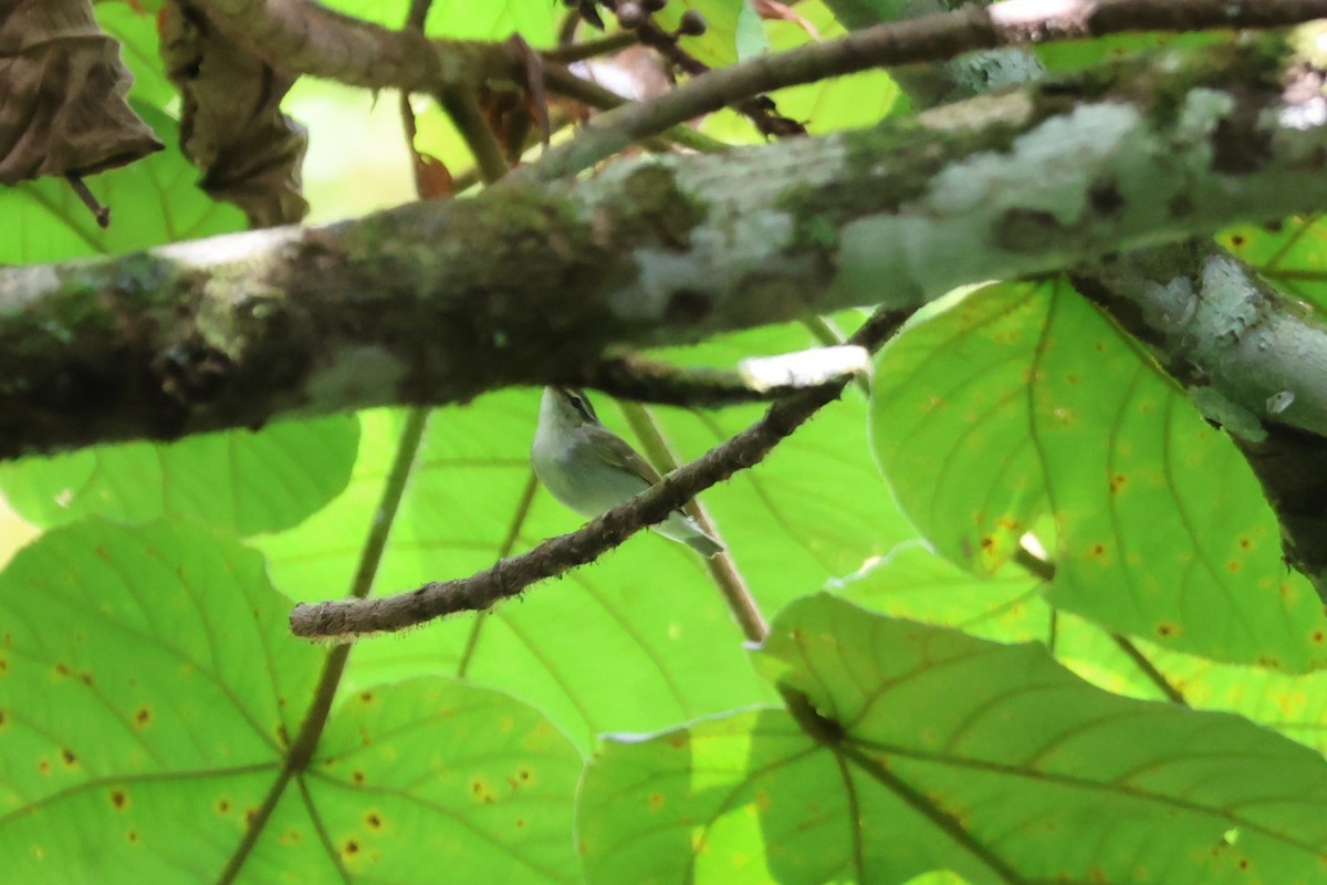 Island Leaf Warbler (Seram) - ML625757453