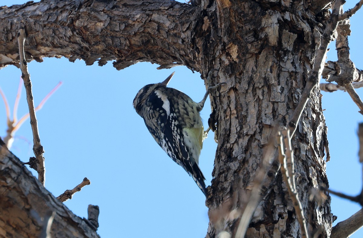 Yellow-bellied Sapsucker - ML625757465