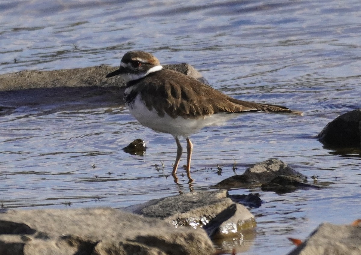 Killdeer - ML625757545