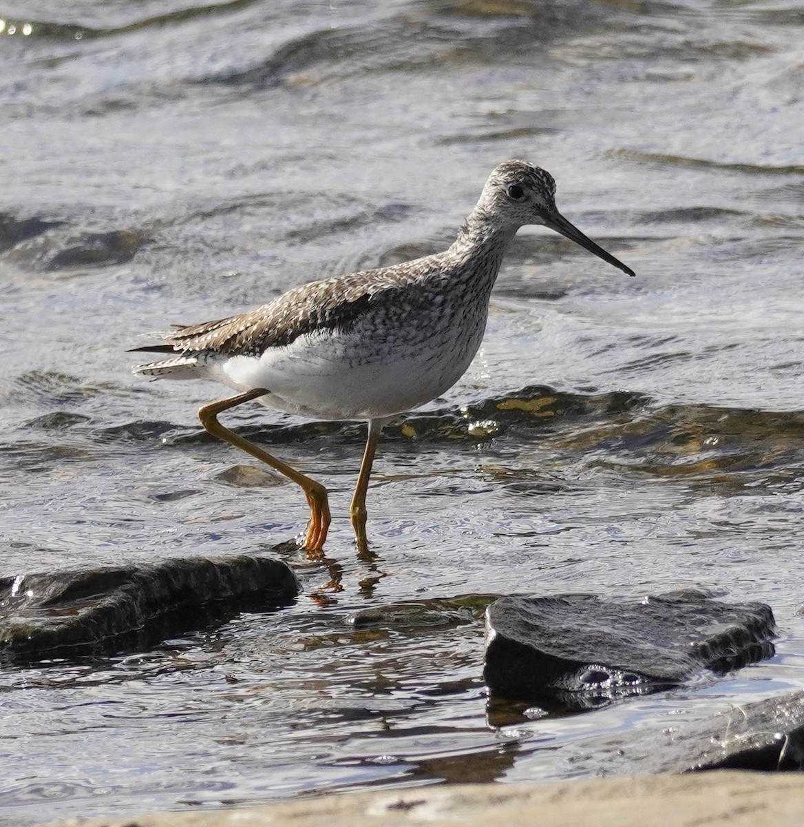 Greater Yellowlegs - ML625757558