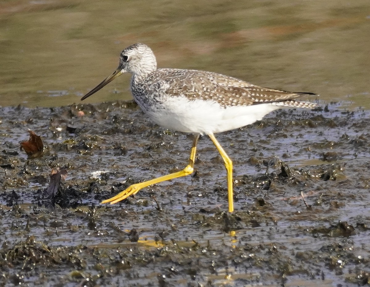 Greater Yellowlegs - ML625757561