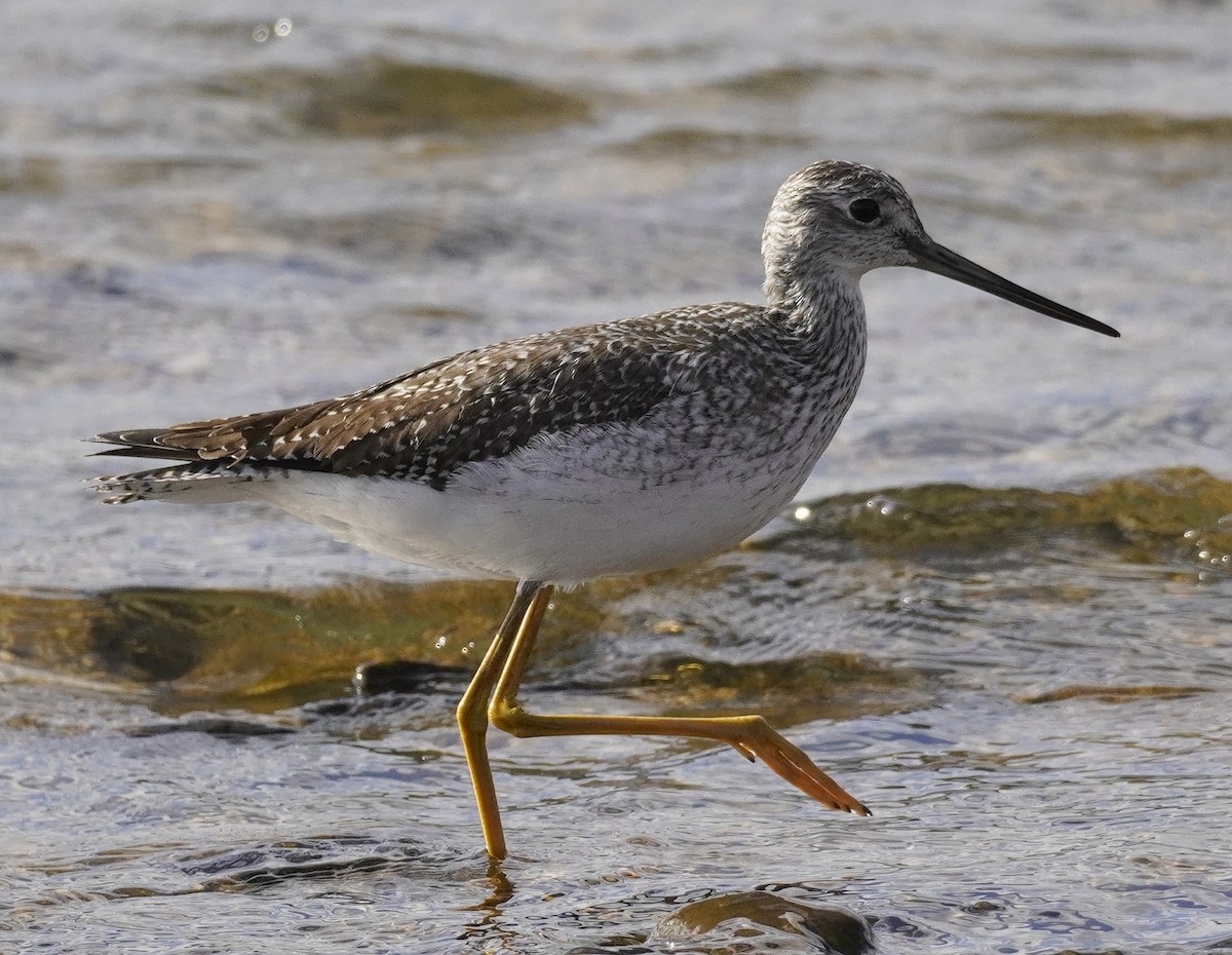 Greater Yellowlegs - ML625757562