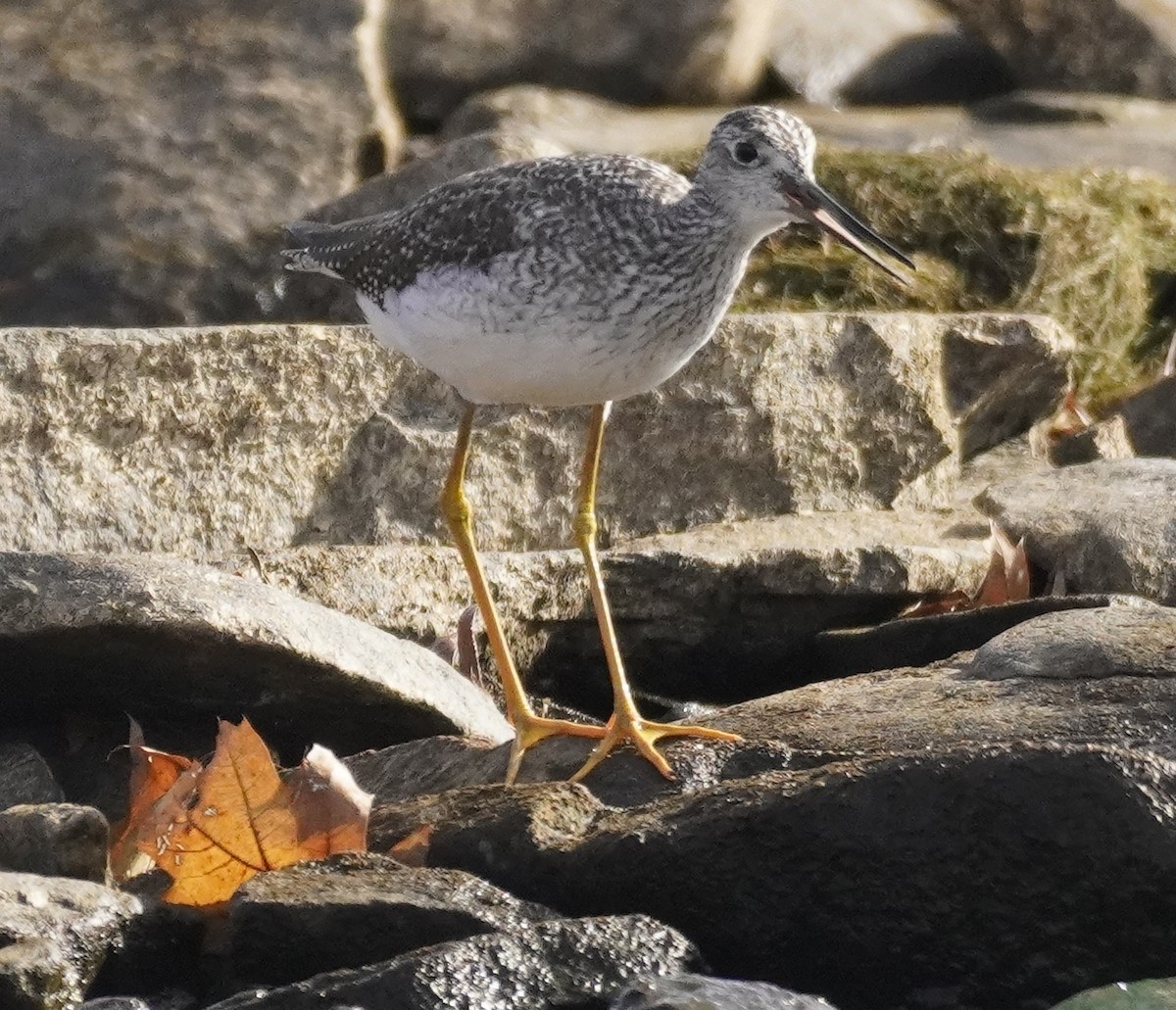 Greater Yellowlegs - ML625757563