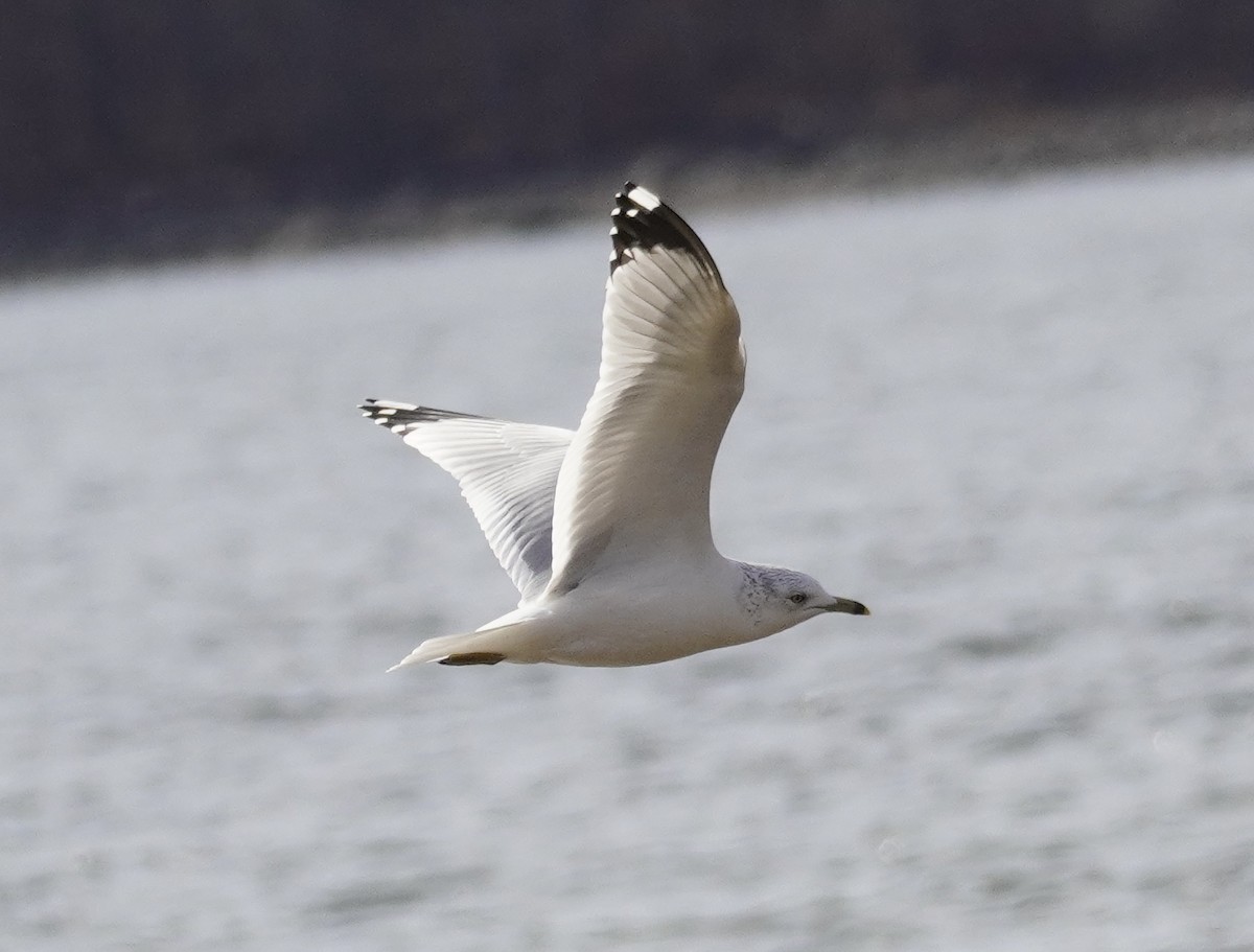 Ring-billed Gull - ML625757569
