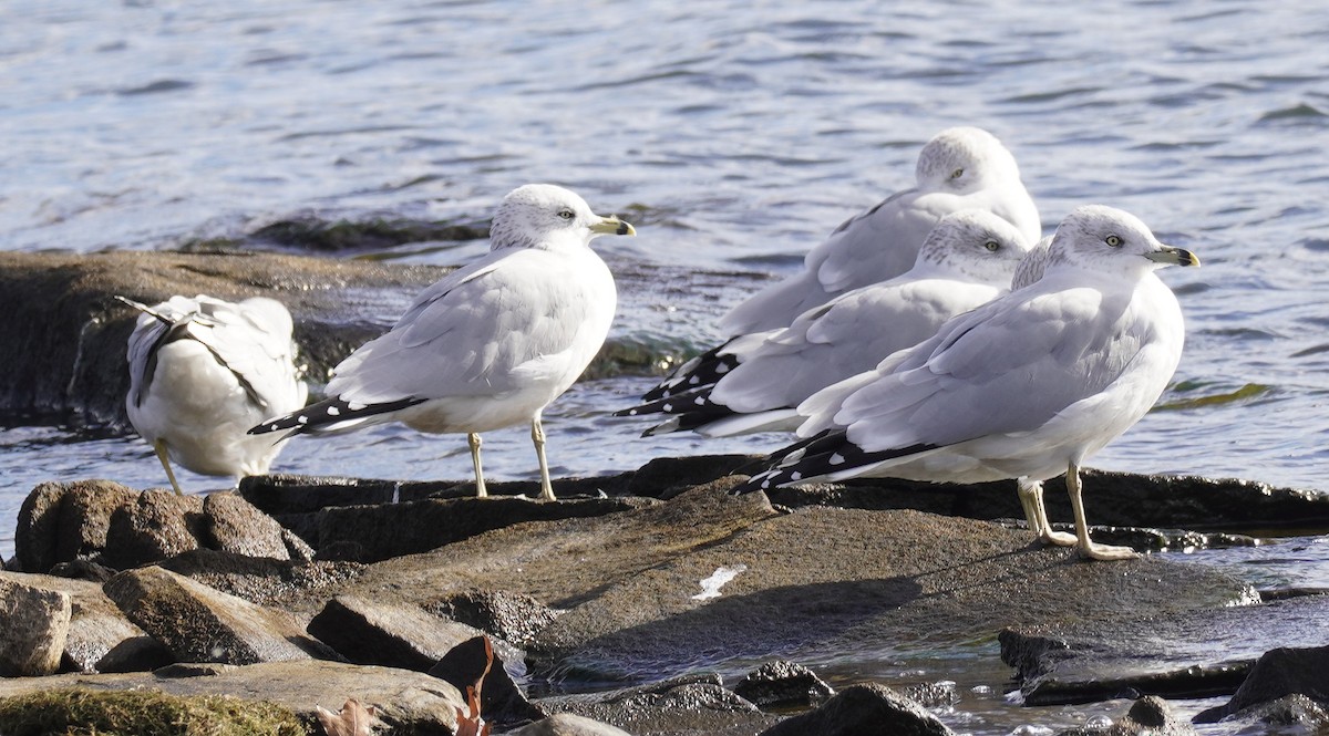 Ring-billed Gull - ML625757570