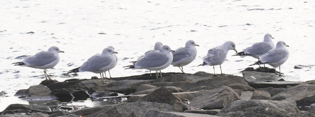 Ring-billed Gull - ML625757571