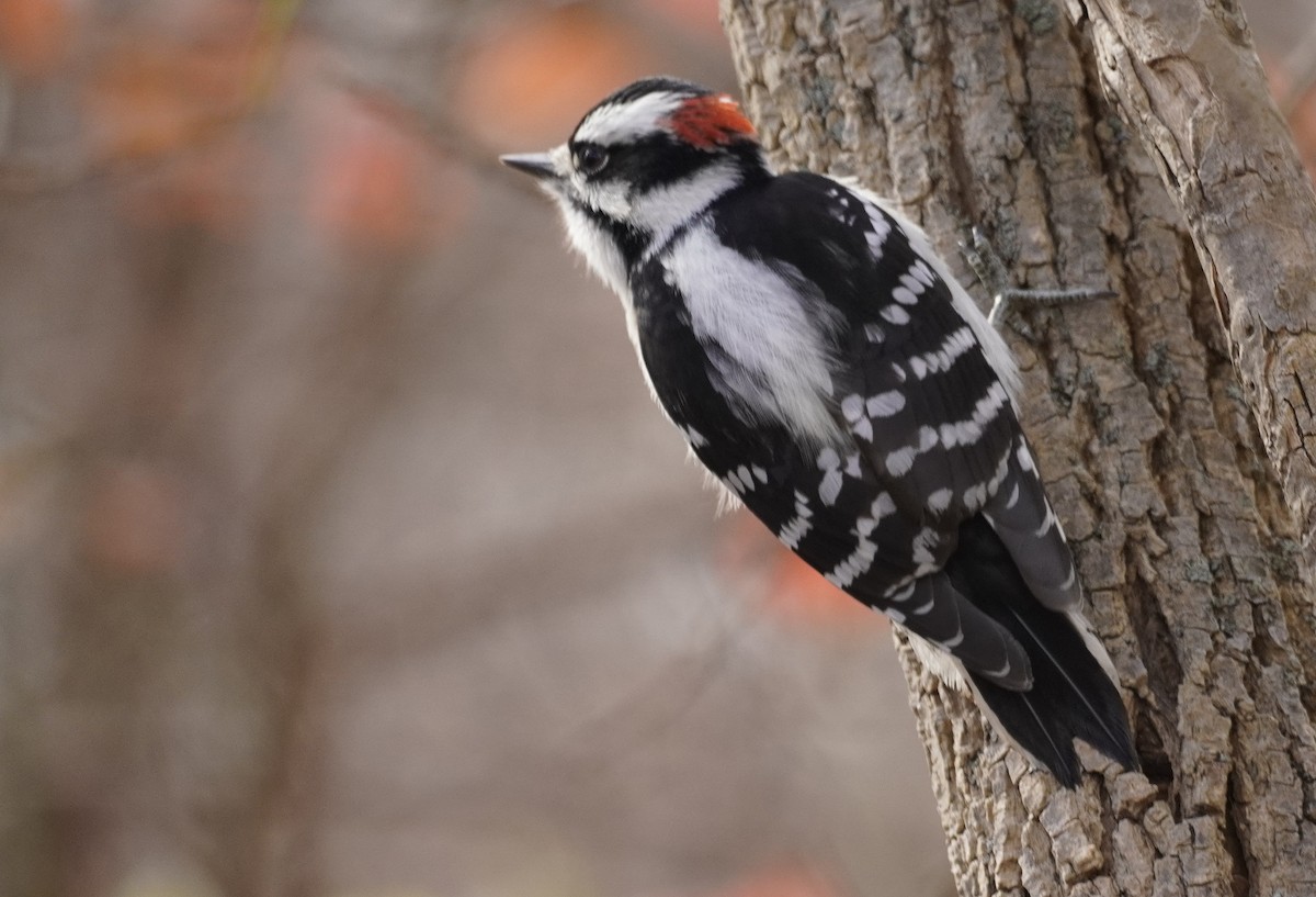 Downy Woodpecker - ML625757573