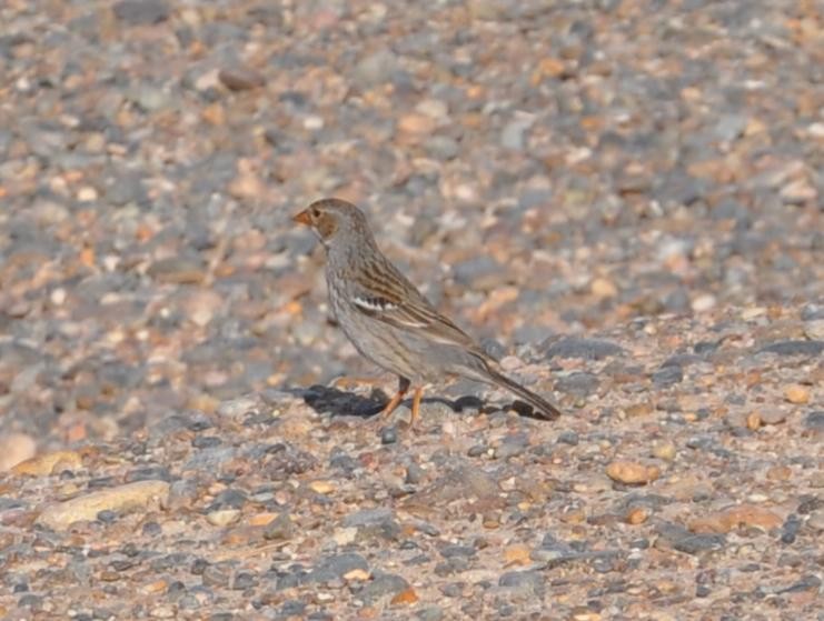 Mourning Sierra Finch - ML625757576