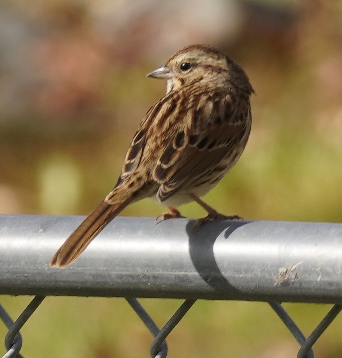 Song Sparrow - ML625757579