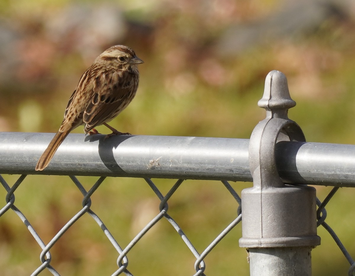 Song Sparrow - ML625757580