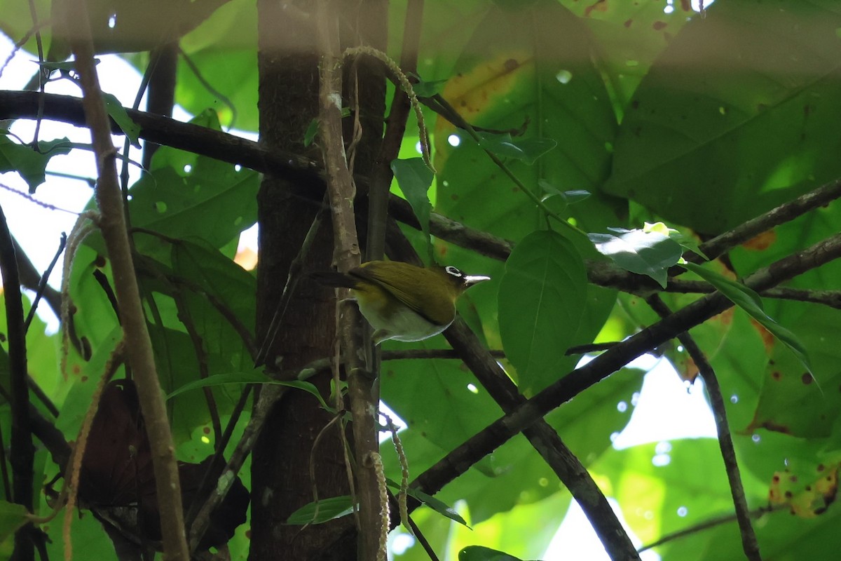 Seram White-eye - ML625757645