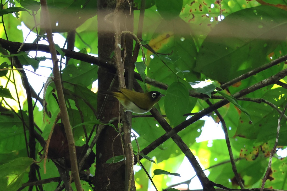 Seram White-eye - ML625757646