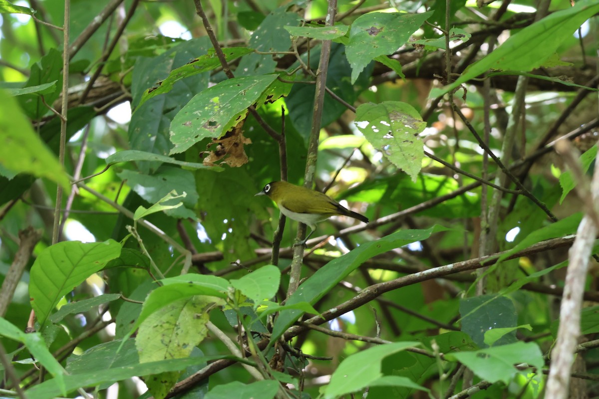 Seram White-eye - ML625757648