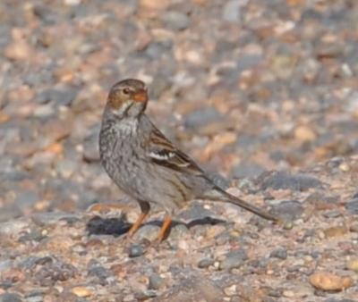 Mourning Sierra Finch - ML625757694