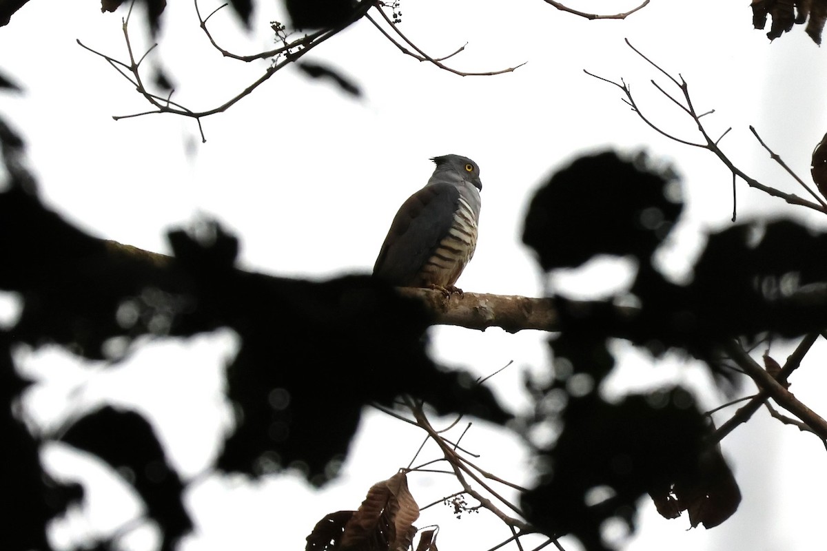 Pacific Baza - ML625757720