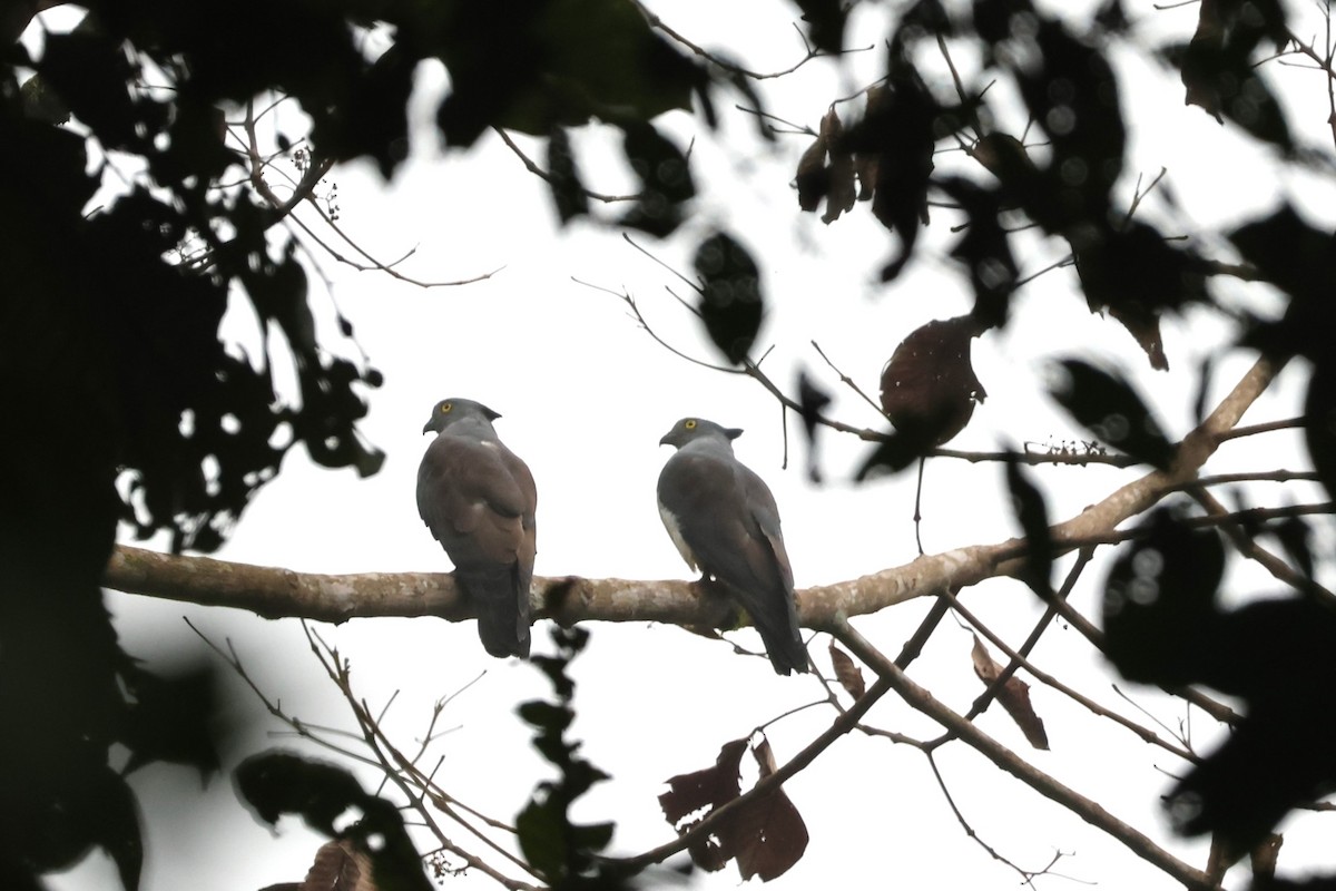 Pacific Baza - ML625757721