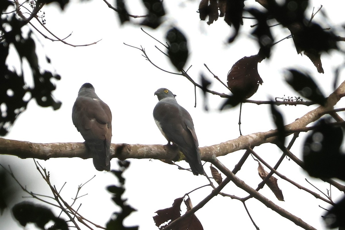 Pacific Baza - ML625757722