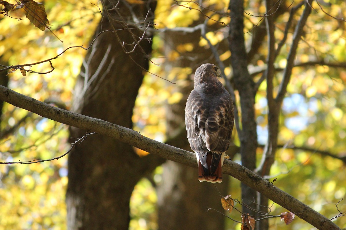 Red-tailed Hawk - ML625757751