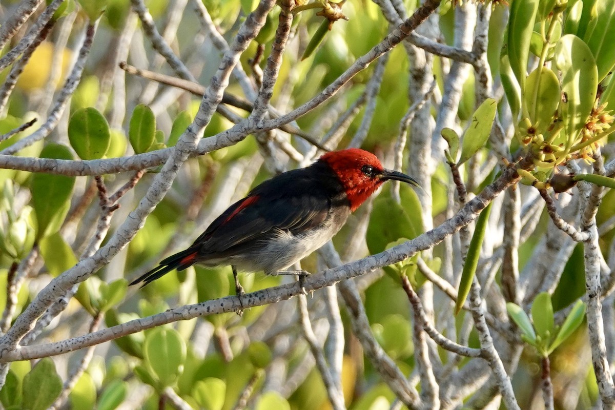 Red-headed Myzomela - ML625757754