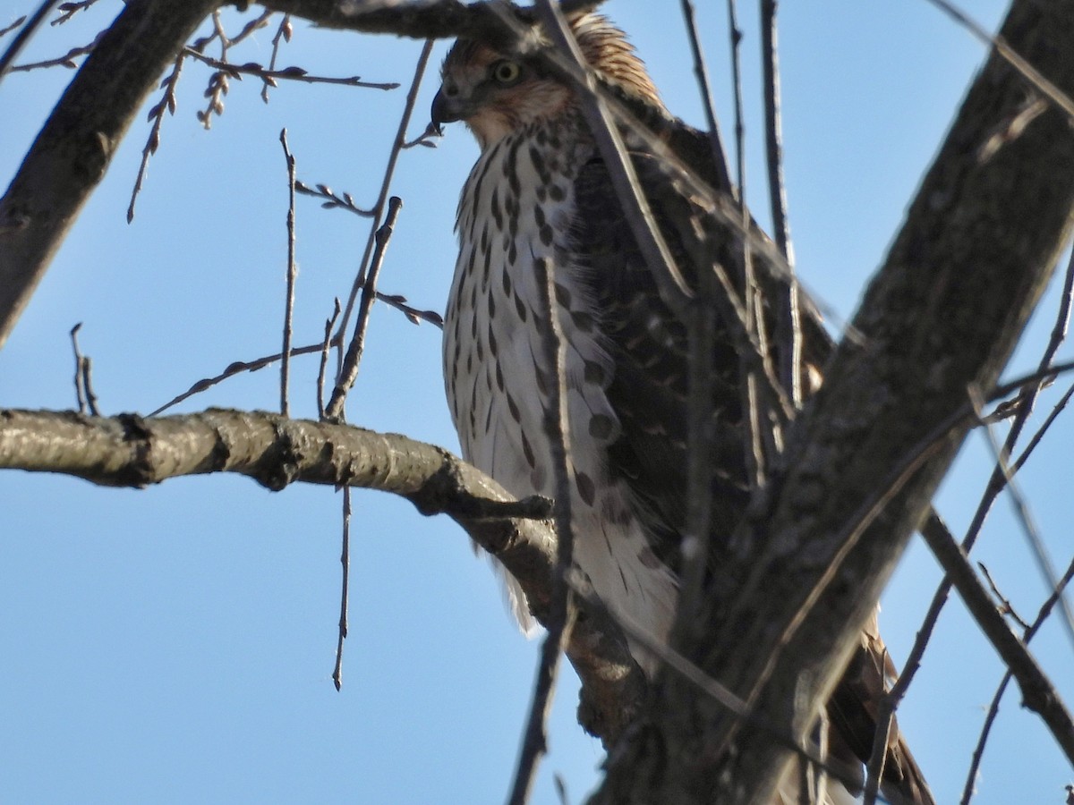 Cooper's Hawk - ML625757755