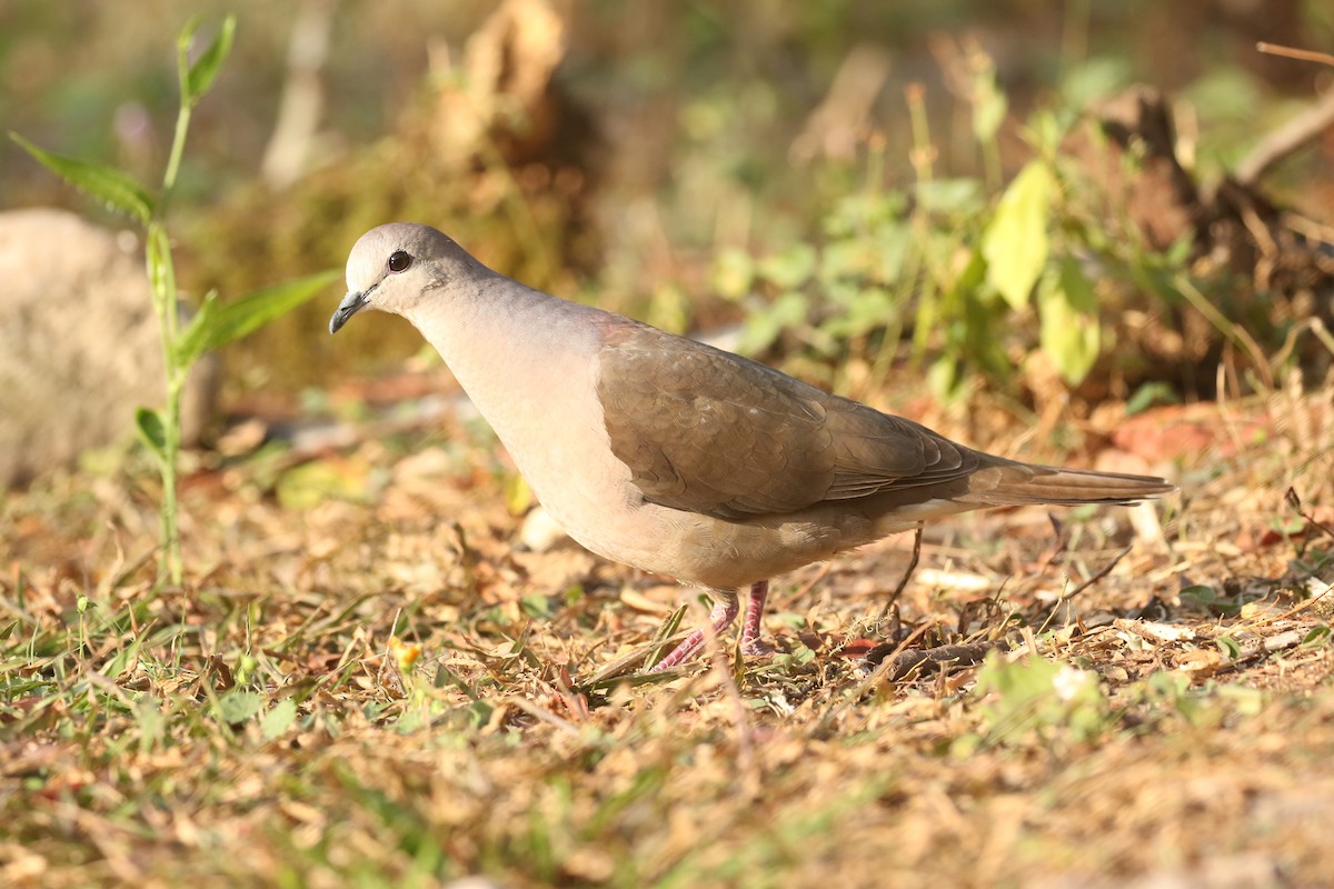 Large-tailed Dove - ML625757841