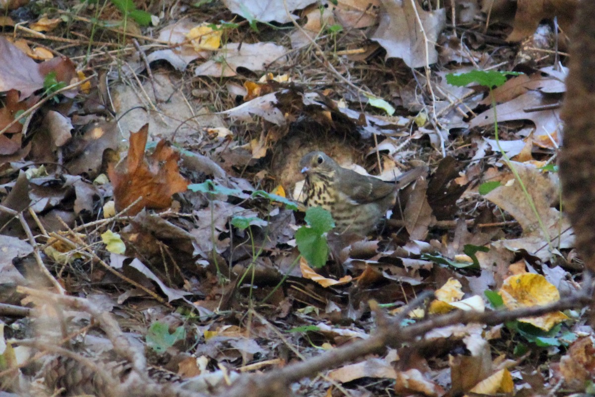 American Pipit - ML625757861