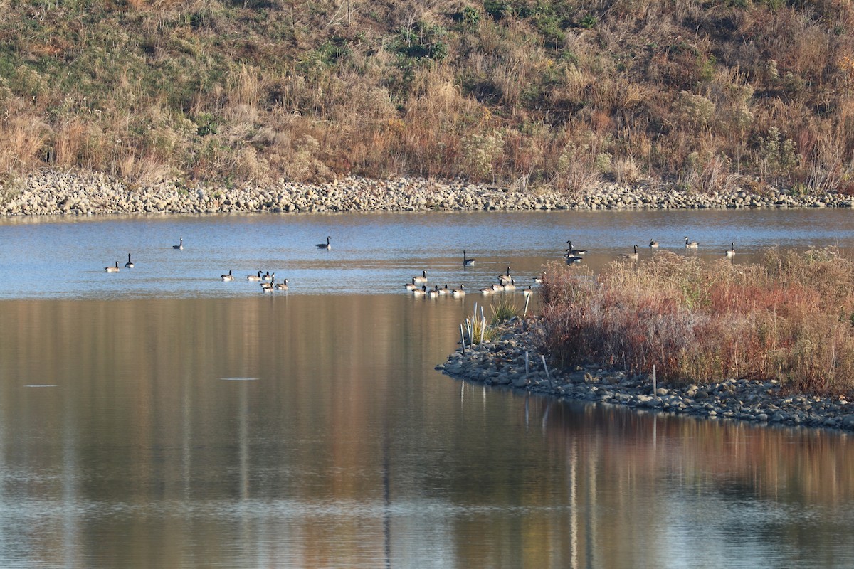 Canada Goose - Susan Szeszol