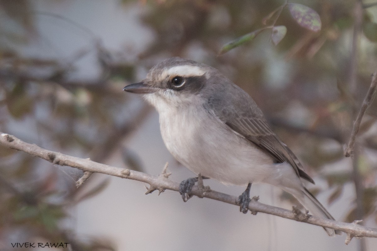 Common Woodshrike - ML625758052