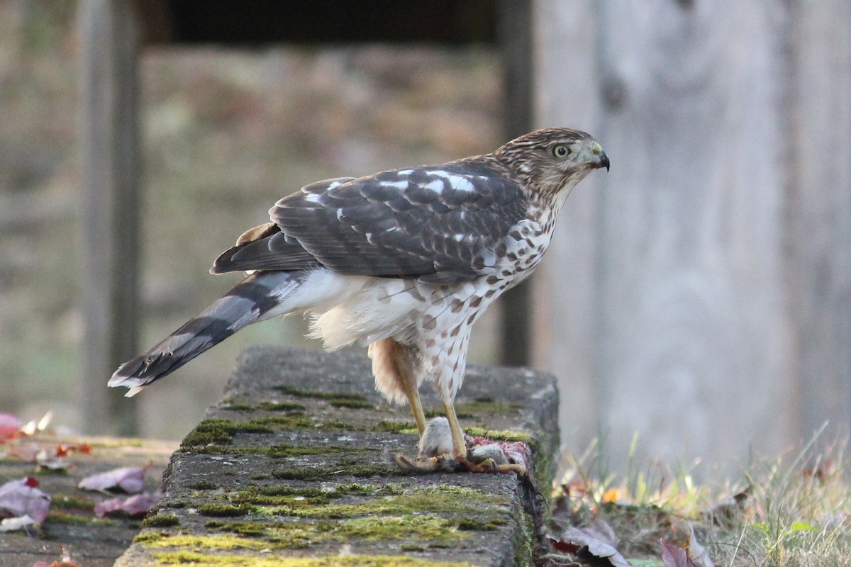 Cooper's Hawk - ML625758475