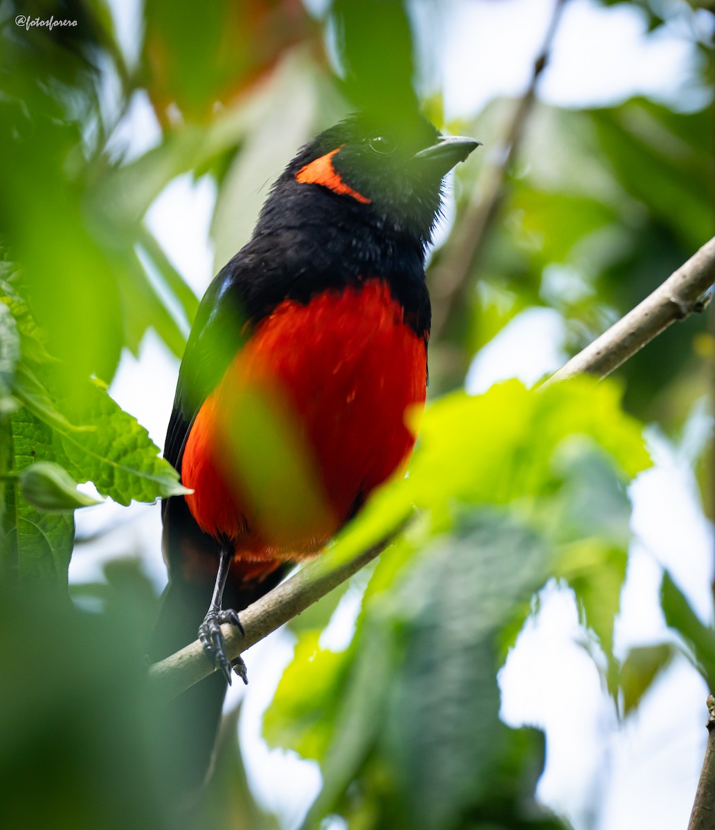 Scarlet-bellied Mountain Tanager - ML625758560