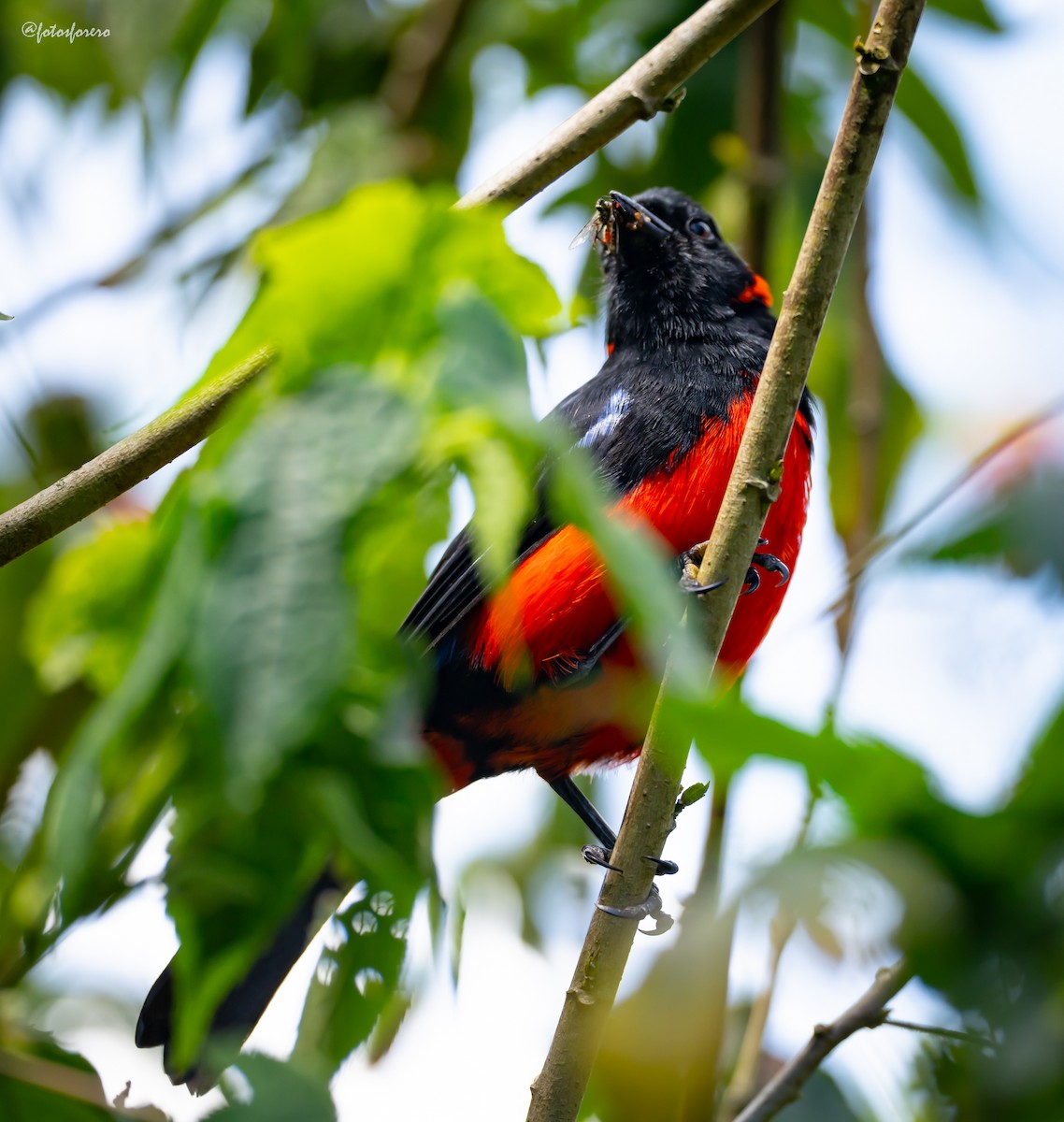 Scarlet-bellied Mountain Tanager - ML625758561