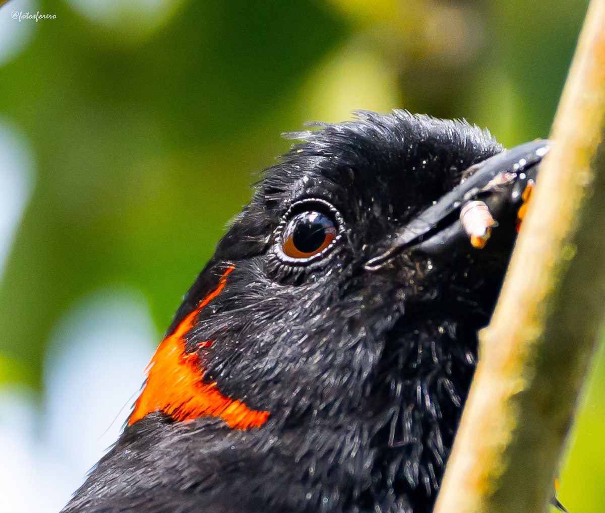 Scarlet-bellied Mountain Tanager - ML625758562