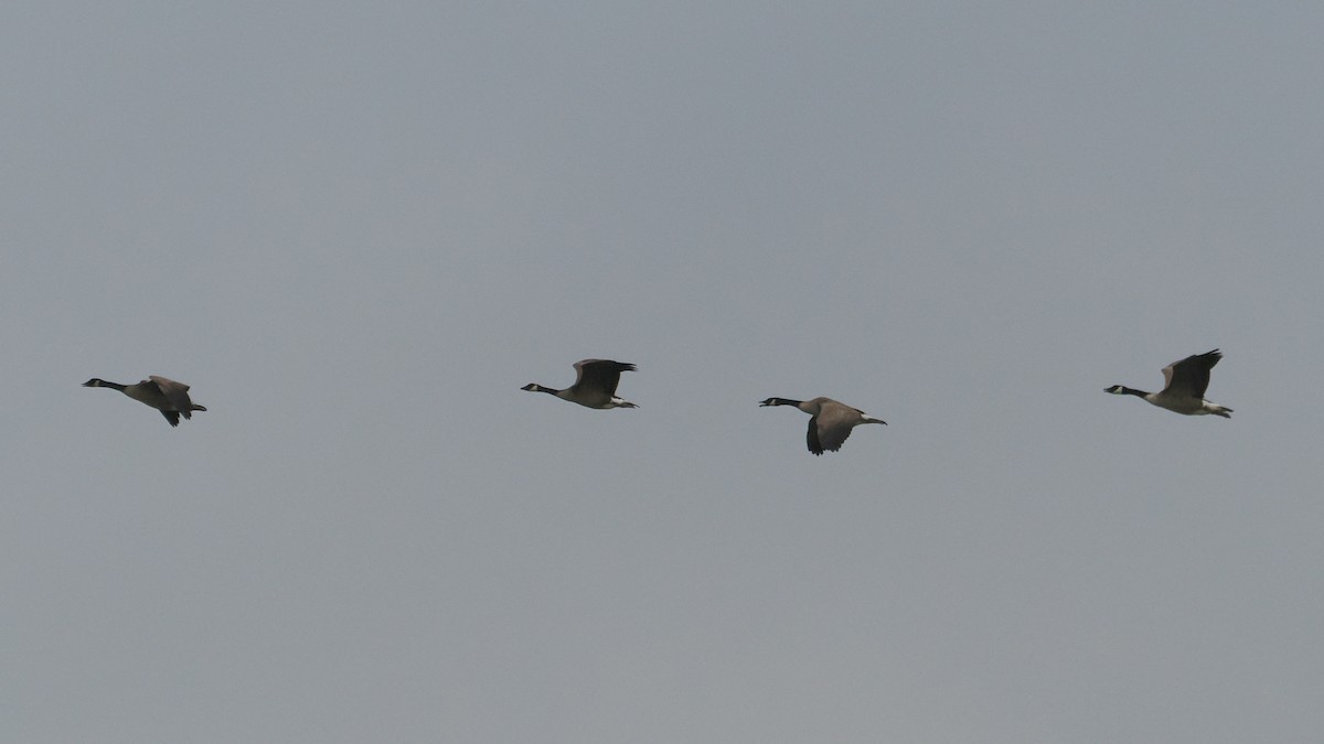 Canada Goose - Jack Wickel