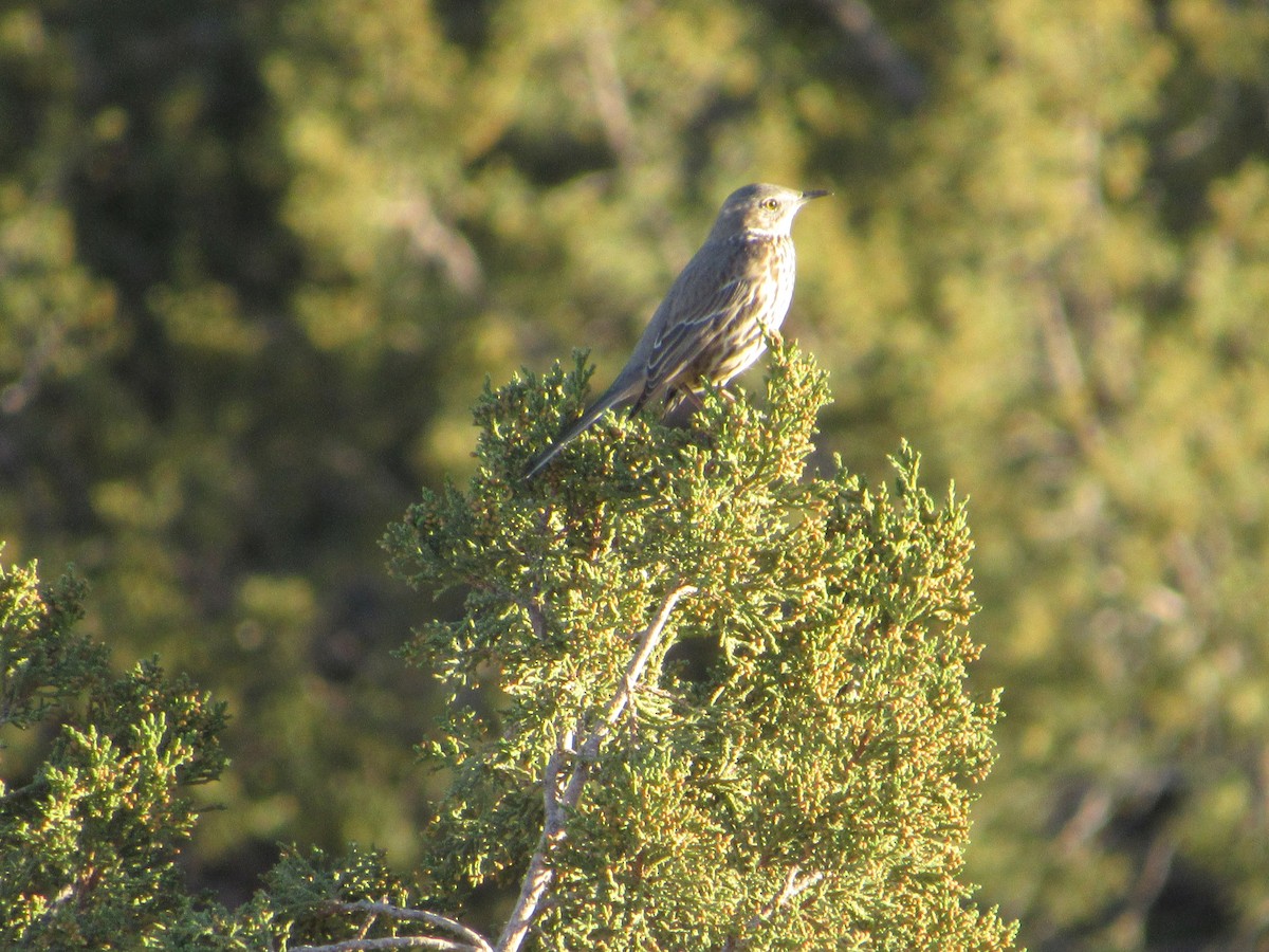 Sage Thrasher - ML625758737