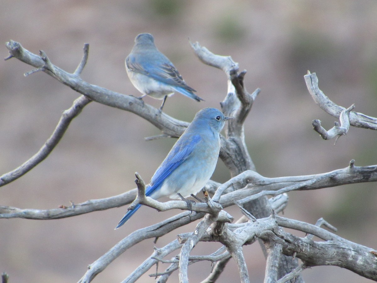 Mountain Bluebird - ML625758761