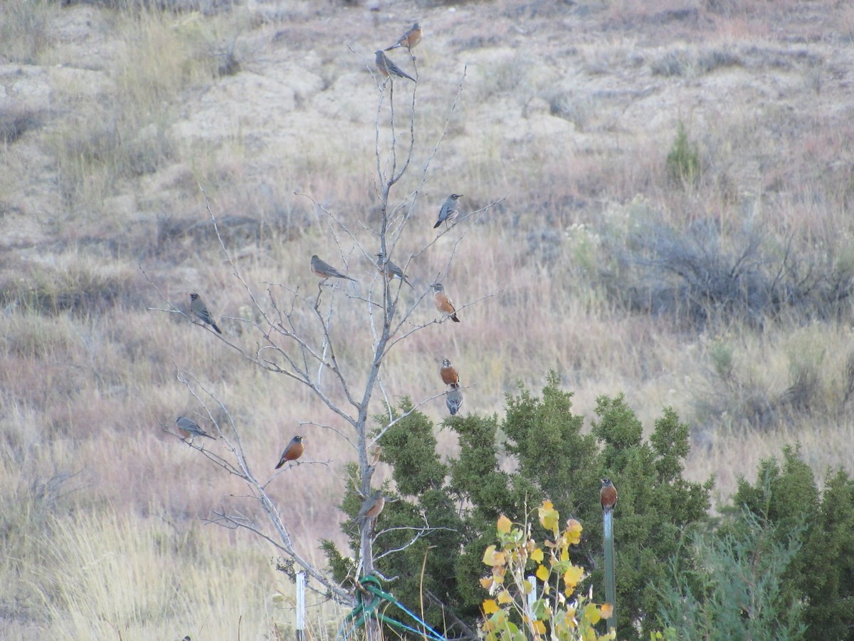 American Robin - ML625758767