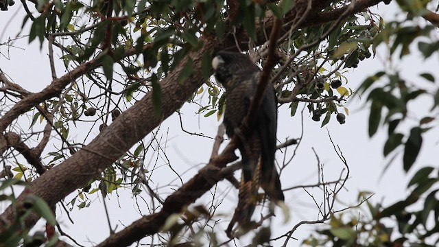 アカオクロオウム - ML625758793