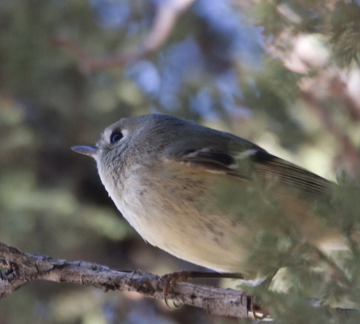 Ruby-crowned Kinglet - ML625758927