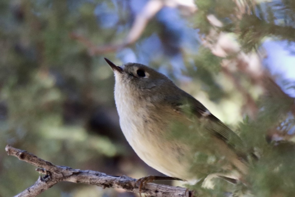 Ruby-crowned Kinglet - ML625758928
