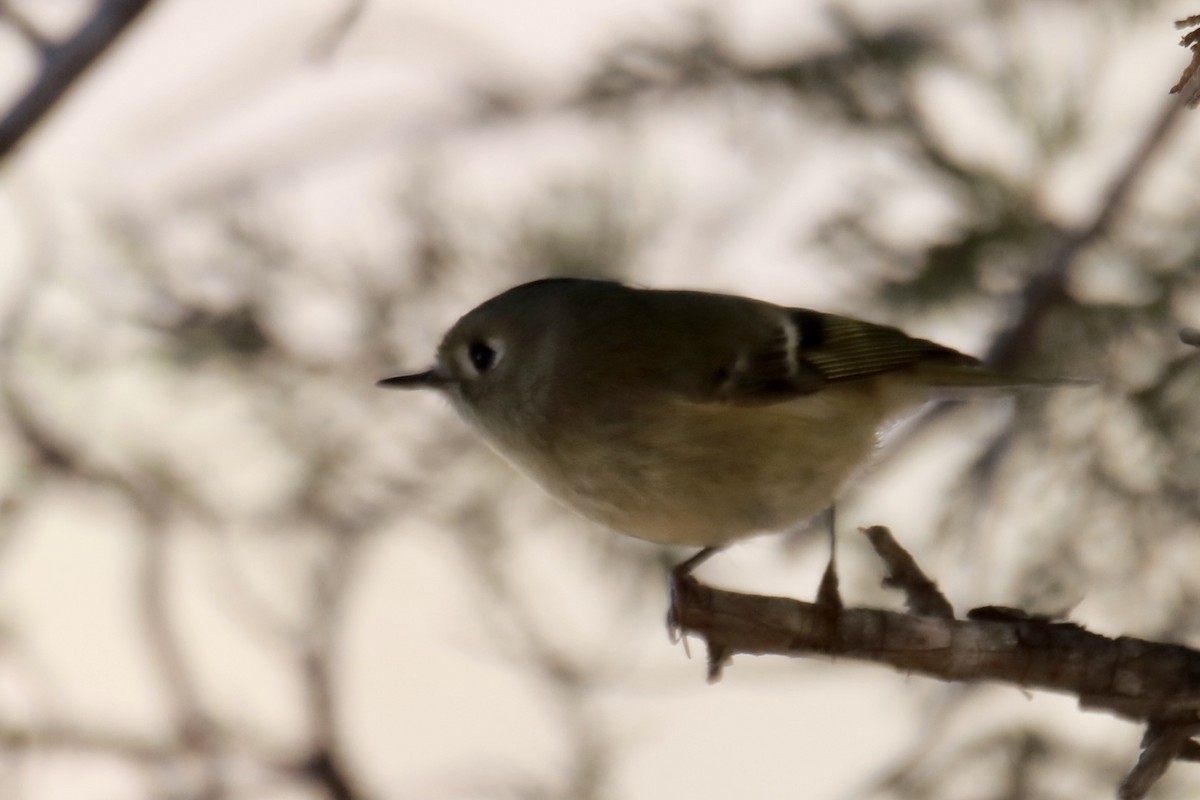 Ruby-crowned Kinglet - ML625758929