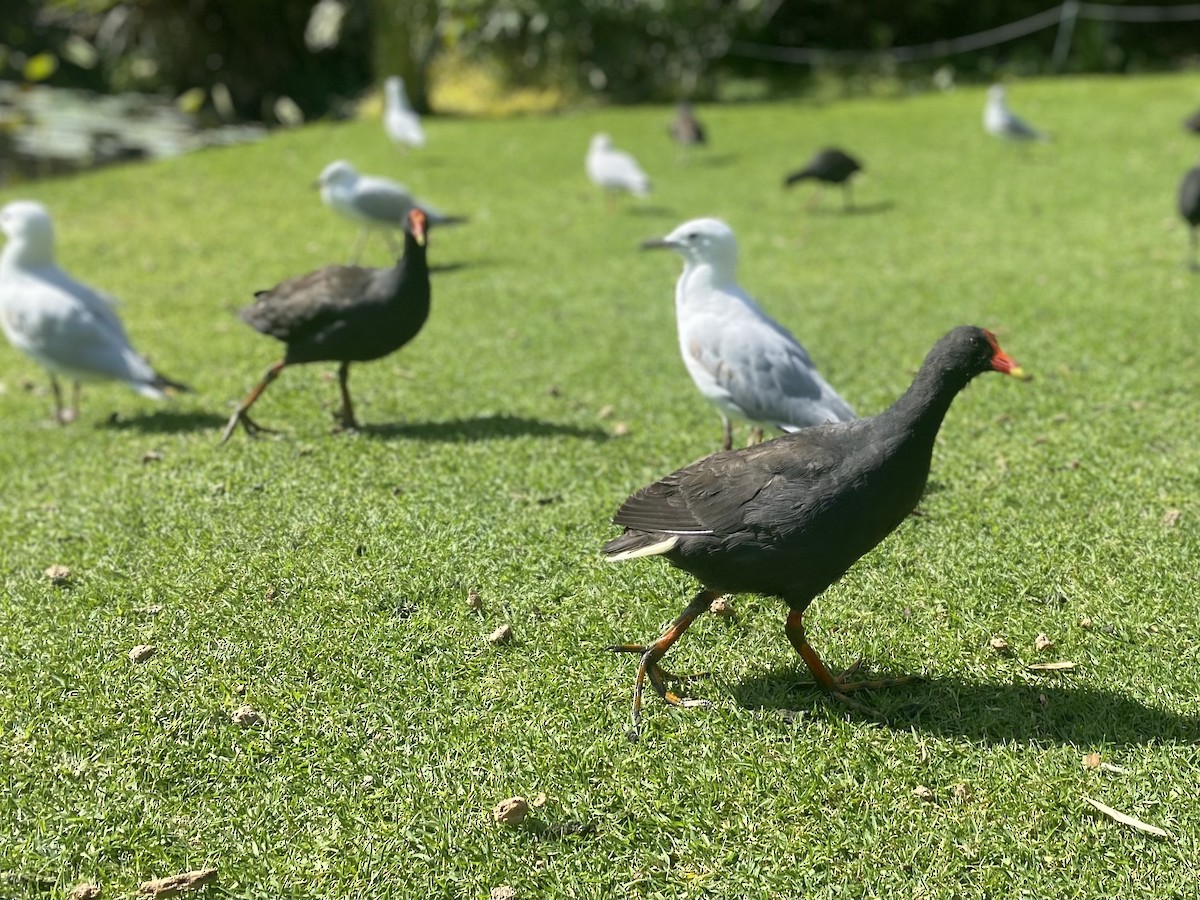Dusky Moorhen - ML625759118