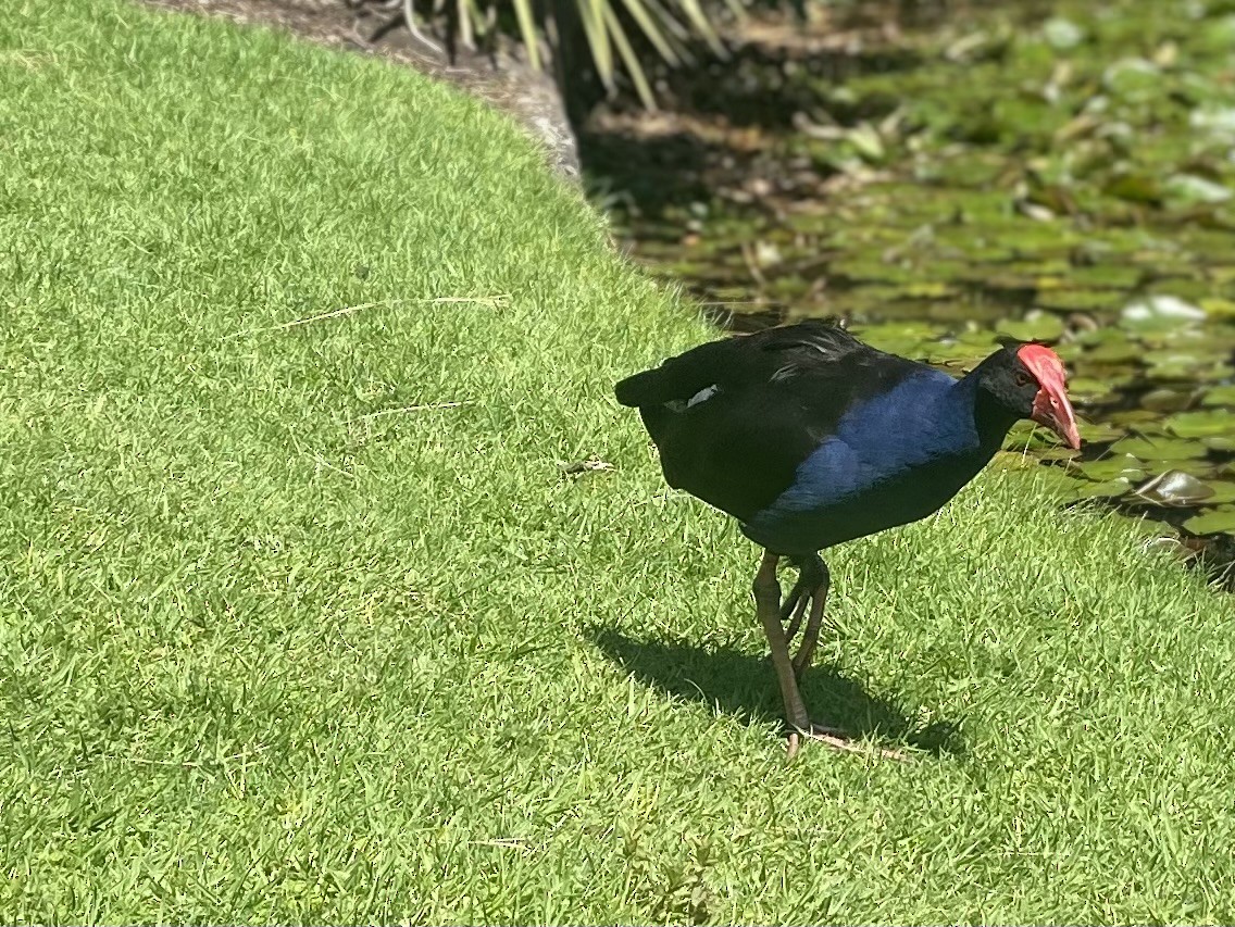 Australasian Swamphen - ML625759124
