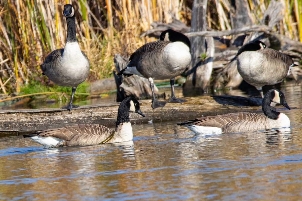 Canada Goose - Lazar Cvijanovic