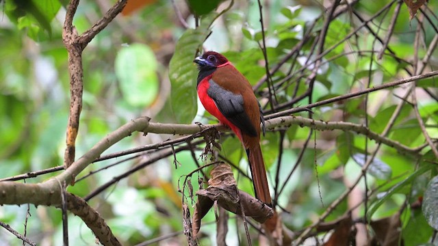 Diard's Trogon - ML625759822
