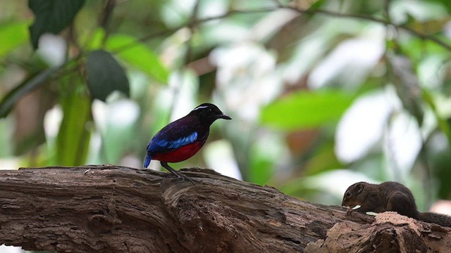 Black-crowned Pitta - ML625759830