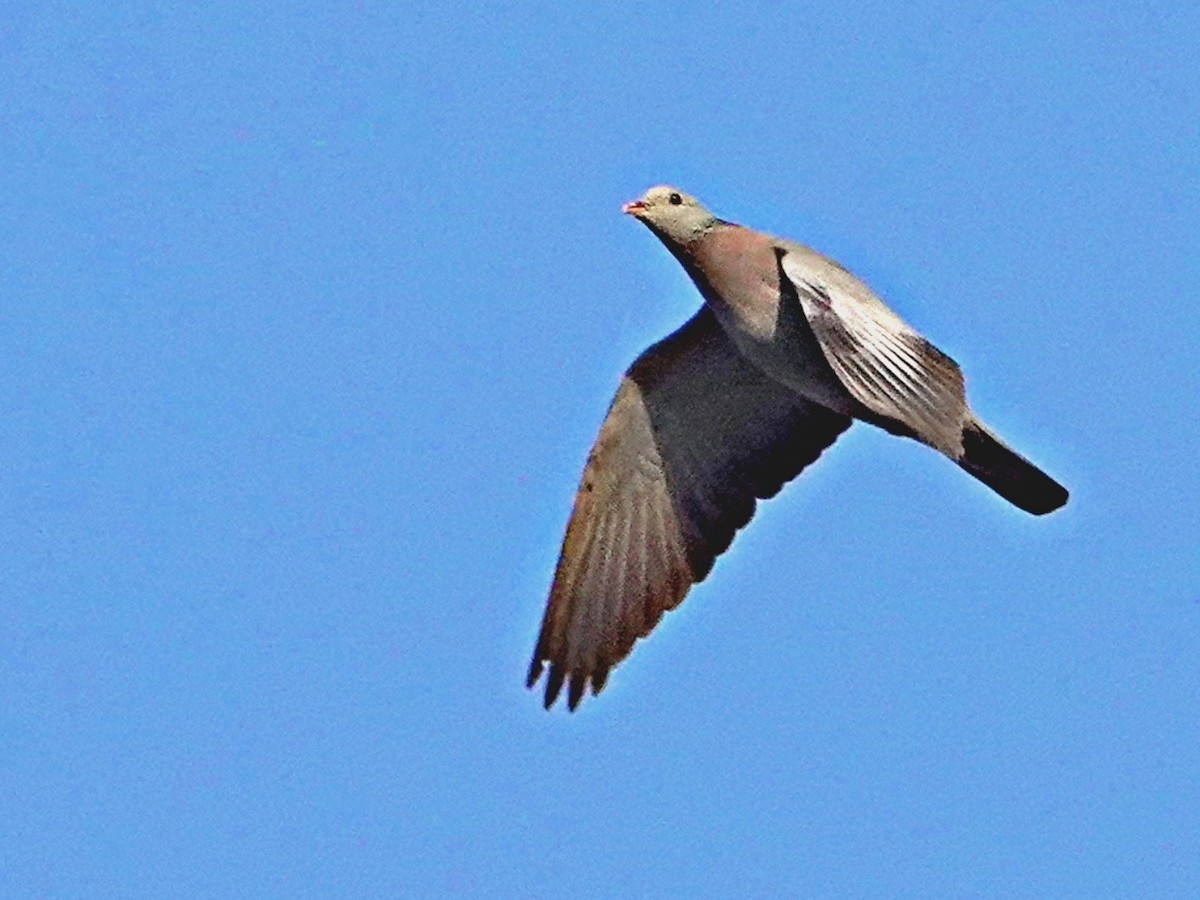 Stock Dove - ML625760033